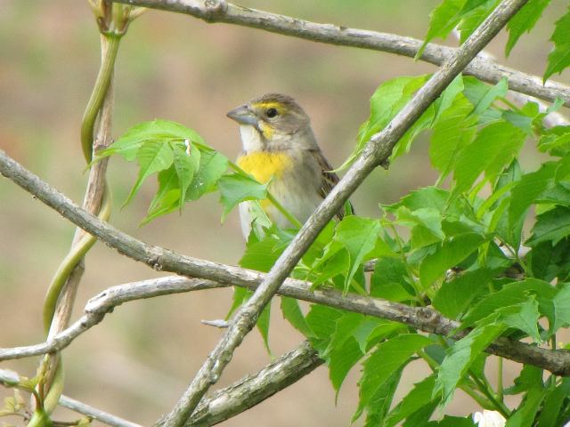 Dickcissels